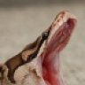extremesnakefan