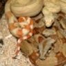 EagleBoas