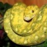 snake_knight08