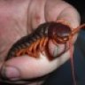 Centipede Uncivil