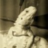 tasbeardies