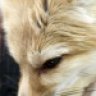 LoveOfTheFox