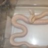 lcpython