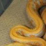 big.snakes