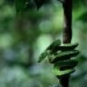 greentreepythons