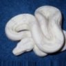 SmokyMtnReptiles