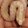 geckos70