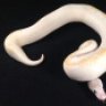 kbsnakeyez