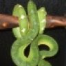 MEReptiles