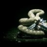 PyBoa1964