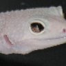 WHKRAZYK