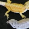 RulingReptiles