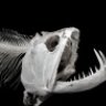 Payara