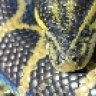 Fisher Reptiles