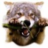 WolfPaw