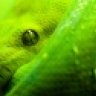 Ectothermicfauna