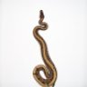 BDBPythons