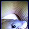 Foschi Exotic Serpents