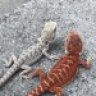 dragonguyforlife