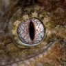 Guycogecko