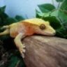 RiverBend_reptiles