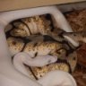 reptilejunkie33