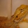 reticulas_reptiles