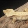 Sublime Reptiles