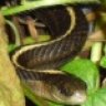 BUSHSNAKE