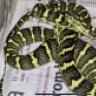 Snakeholic