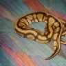 OakRidgeSnakes