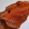 SpectrumDragons