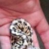Danielspythons