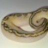normalballpythons