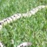 JDpythons