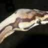 RachelSnakes