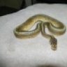 Snake4me2