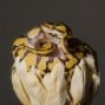 HecticLifeReptiles