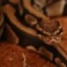Sadistic Serpent