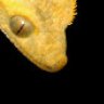 gallerygeckos