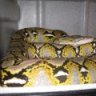 RoadHouse of Retics