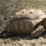 15Sulcata