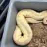 JFF Reptiles