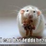 Crazy-Rat-Lady