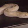 evergreenpythons