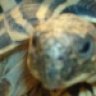 forsteniiis