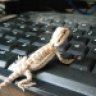 Mile_High_Dragons