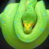 Retic11