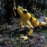 zooherper