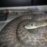 TACTICAL REPTILES
